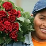 Roses from Ecuador