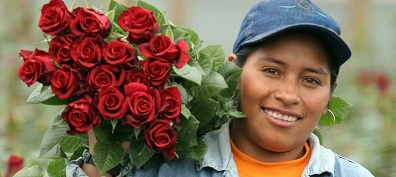 Roses from Ecuador
